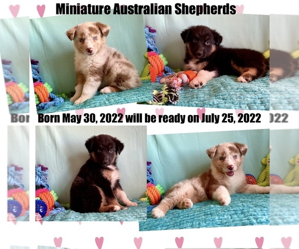 Medium Photo #1 Miniature Australian Shepherd Puppy For Sale in BOUSE, AZ, USA