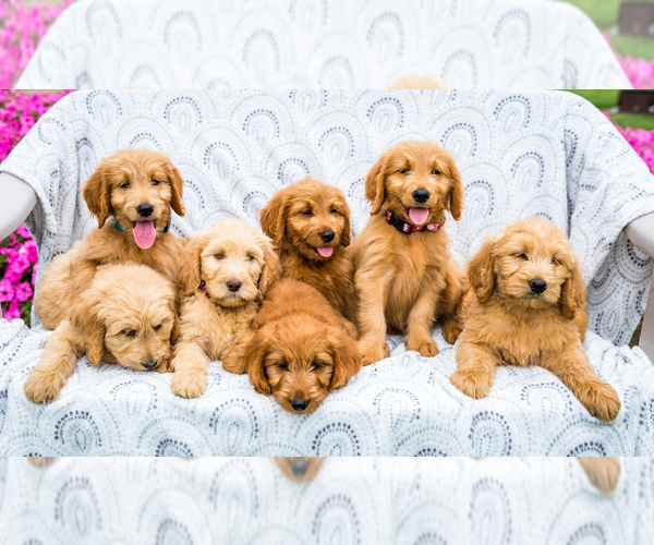 Medium Photo #1 Goldendoodle Puppy For Sale in WAKARUSA, IN, USA