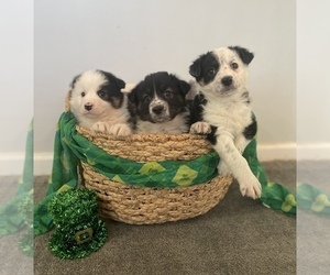 Australian Shepherd Litter for sale in CHESTERFIELD, MI, USA