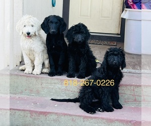 Goldendoodle Litter for sale in ANTIOCH, CA, USA