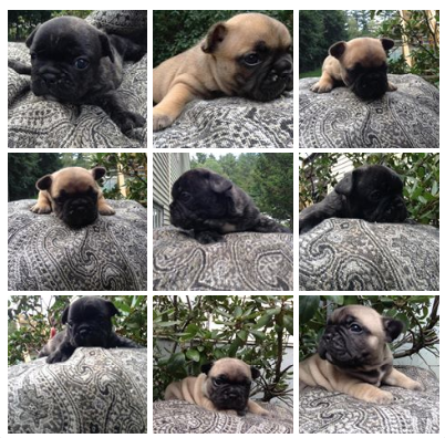 Medium Photo #1 French Bulldog Puppy For Sale in MEXICO, ME, USA