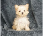 Small Morkie