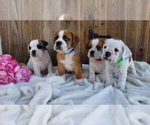Beabull Litter for sale in SUGARCREEK, OH, USA
