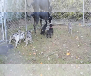 Great Dane Litter for sale in MINERVA, OH, USA