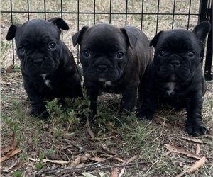 French Bulldog Litter for sale in DOSWELL, VA, USA