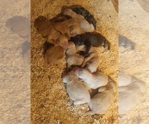 Labradoodle Litter for sale in MILLEN, GA, USA