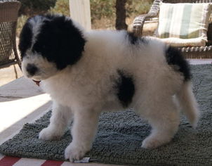 Pyredoodle Litter for sale in ANZA, CA, USA