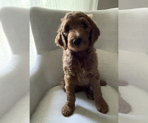 Goldendoodle Litter for sale in LOS ALAMITOS, CA, USA