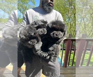 Chow Chow Litter for sale in PARK FOREST, IL, USA