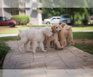 Poodle (Standard) Litter for sale in POWDER SPRINGS, GA, USA