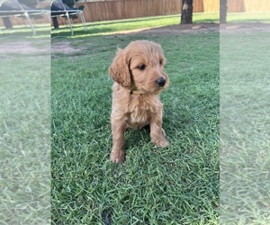 Goldendoodle Litter for sale in LUBBOCK, TX, USA