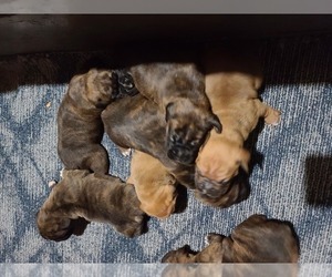Boxer Litter for sale in GLENWOOD, IN, USA