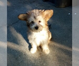 Chinese Crested Litter for sale in CITRUS HEIGHTS, CA, USA