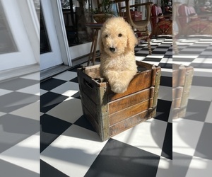 Poodle (Standard) Litter for sale in MILTON, KY, USA