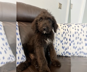 Bernedoodle Litter for sale in ROCKY MOUNT, NC, USA