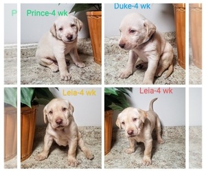 Labrador Retriever Litter for sale in CATO, NY, USA