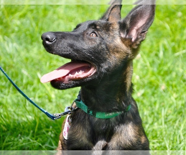 Medium Photo #1 Dutch Shepherd Dog Puppy For Sale in CHARLESTON, WV, USA