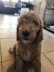 Poodle (Standard) Litter for sale in DENTON, TX, USA