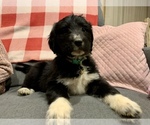 Small Goldendoodle-Great Pyrenees Mix