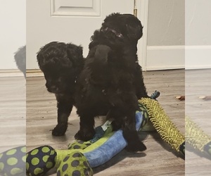 Aussiedoodle Litter for sale in BAXLEY, GA, USA