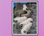 Small Photo #1 French Bulldog Puppy For Sale in FLINT, MI, USA