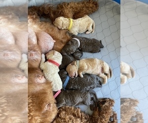 Goldendoodle Litter for sale in MIAMI, FL, USA