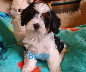 Cavachon-Poodle (Miniature) Mix Litter for sale in TUCSON, AZ, USA