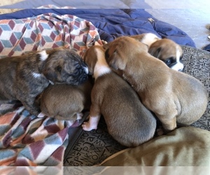 Boxer Litter for sale in VICI, OK, USA