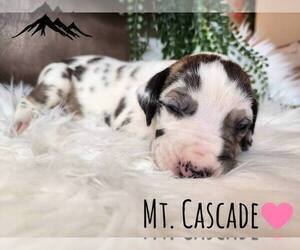 Great Dane Litter for sale in HERTFORD, NC, USA
