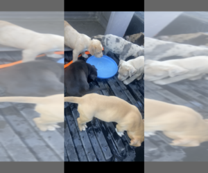 American Bully Litter for sale in PERRIS, CA, USA