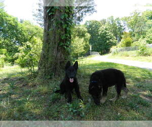 German Shepherd Dog Litter for sale in LOUDON, TN, USA