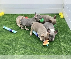 French Bulldog Litter for sale in KERENS, TX, USA