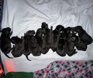 Great Dane Litter for sale in CONROE, TX, USA