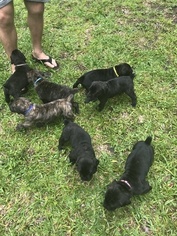 Cane Corso Litter for sale in SAFETY HARBOR, FL, USA