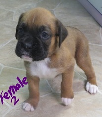 Boxer Litter for sale in WESTVILLE, IN, USA