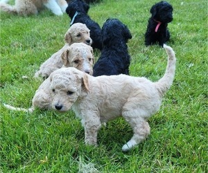Goldendoodle-Sheepadoodle Mix Litter for sale in LEBANON, ME, USA