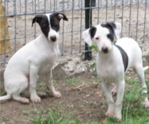 Medium Photo #1 Italian Greyhound Puppy For Sale in MARYVILLE, MO, USA