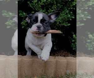 French Bulldog Litter for sale in MOSELEY, VA, USA