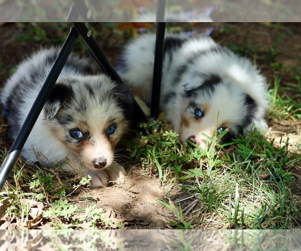 Medium Photo #1 Australian Shepherd Puppy For Sale in MARYVILLE, TN, USA