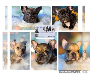 French Bulldog Litter for sale in RICHMOND, VA, USA