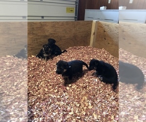 German Shepherd Dog Litter for sale in ALBANY, MO, USA