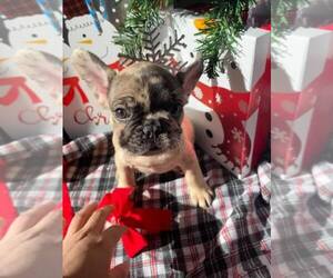 French Bulldog Litter for sale in WEST COVINA, CA, USA
