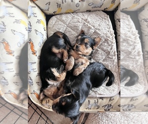 Yorkshire Terrier Litter for sale in BAYWOOD PARK, CA, USA