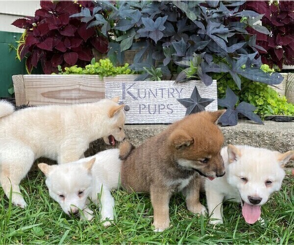 Medium Photo #1 Shiba Inu Puppy For Sale in BONDUEL, WI, USA