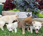 Small Photo #1 Shiba Inu Puppy For Sale in BONDUEL, WI, USA