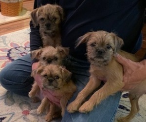 Brussels Griffon Litter for sale in LEBANON, OH, USA