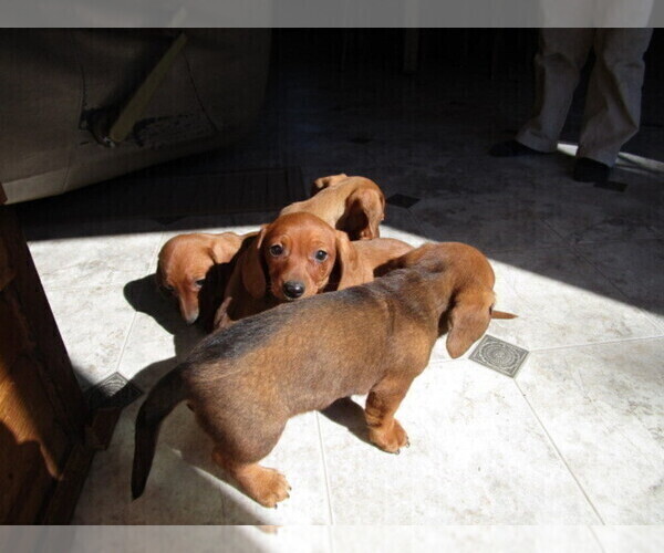 Medium Photo #1 Dachshund Puppy For Sale in OWEN, WI, USA