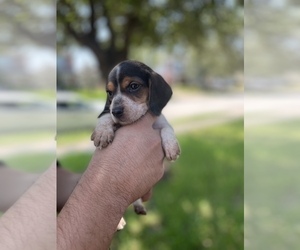 Beagle Litter for sale in HOUSTON, TX, USA