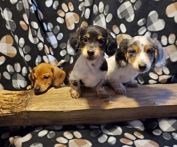Medium Photo #1 Dachshund Puppy For Sale in CEDAR RAPIDS, IA, USA