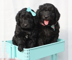Goldendoodle Litter for sale in ROCKY MOUNT, VA, USA